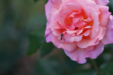 real wild roses attract real fast insects