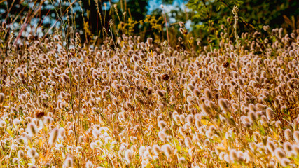 Kwiaty polne © Dreamnordno