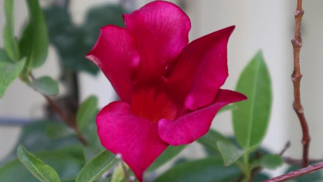 MANDEVILLA ROCKTRUMPET Flower Close Up Shot