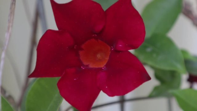 MANDEVILLA ROCKTRUMPET Flower Close Up Shot