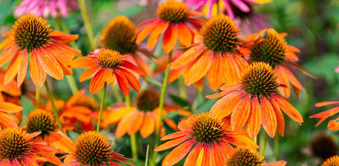 Garden flowers close up 2019