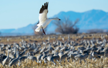 Fototapeta na wymiar Snow Goose Landing Among Sandhill Cranes