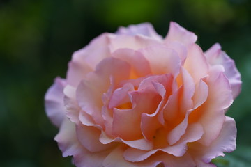 real wild roses attract real fast insects