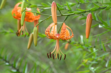 下を向いて咲く　オニユリ