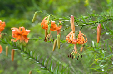 下を向いて咲く　鬼百合