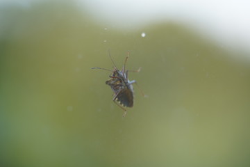 couple of real wild insects in extremely close connection
