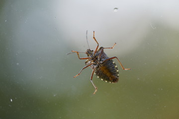 couple of real wild insects in extremely close connection