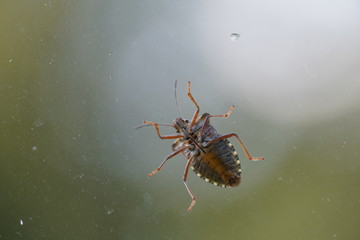 couple of real wild insects in extremely close connection