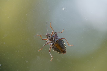 couple of real wild insects in extremely close connection