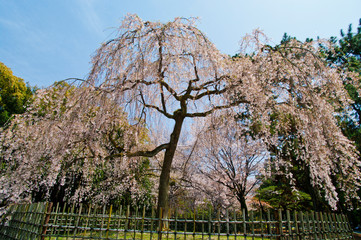 Scientific name is Cerasus itosakura (Sieb.) Masam. & Suzuki f. itosakura