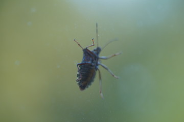 couple of real wild insects in extremely close connection