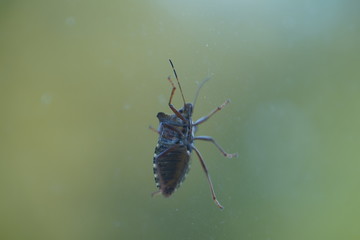 couple of real wild insects in extremely close connection