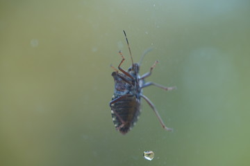 couple of real wild insects in extremely close connection