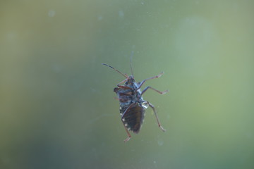 couple of real wild insects in extremely close connection