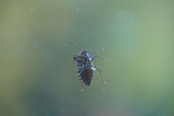 couple of real wild insects in extremely close connection