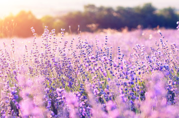 Bright sunlight at sunset on a lavender field.