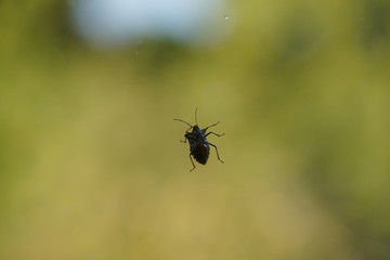 couple of real wild insects in extremely close connection