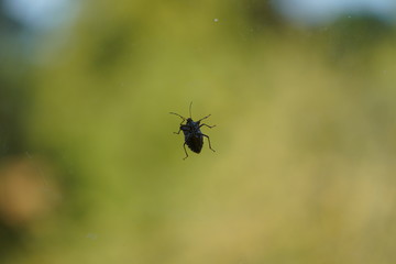 couple of real wild insects in extremely close connection