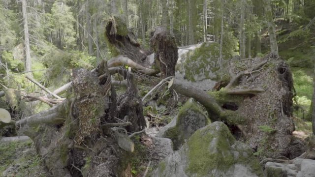 Uprooted trees in the woods of the italian Alps slow motion 100 fps