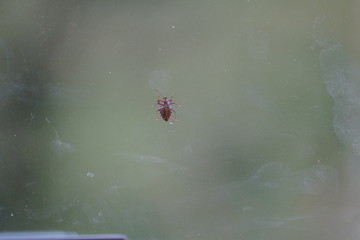 couple of real wild insects in extremely close connection