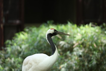 Japanese crane