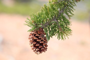 Intermountain Bristlecone Pine (Pinus longaeva) cone in Dixie National Forest, Utah
