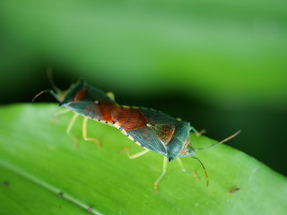 Fototapeta na wymiar Stink bug