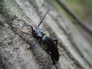 Longhorn beetle