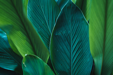 Dark Leaves background water drop Leaf surface 