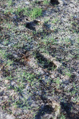 a foot print on drying land.