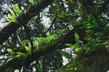  Moss and fern,Forest Rain and fog in the forest