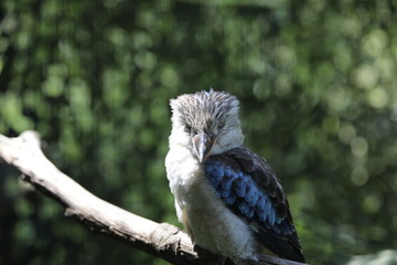Closeup of Kingfisher