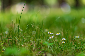 Forest daisies close-up, with a very blurred background.