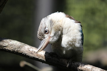 Closeup of Kingfisher