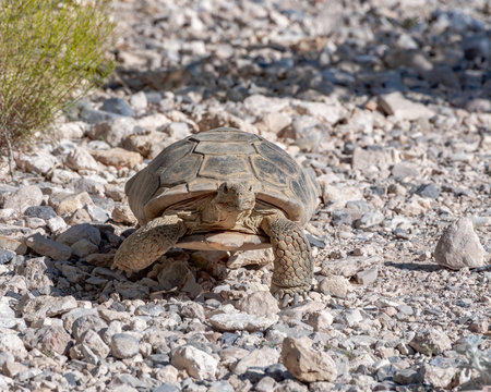 USA, Nevada, Clark County, Red Rock National Conservation Area. Agassiz's desert tortoise (Gopherus agassiz). The slow and steady animal symbol of the Mojave.