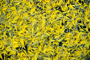 Background of yellow flowers in water