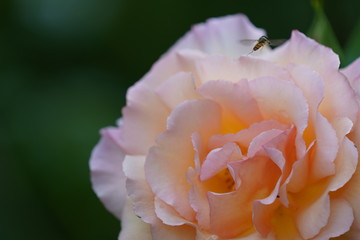real wild roses attract real fast wild bees