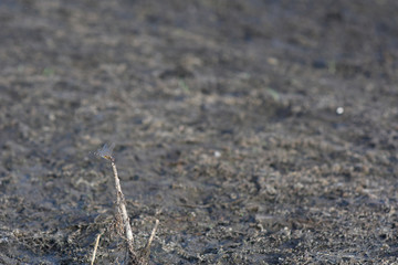 small dragonfly on dry branch over arid land