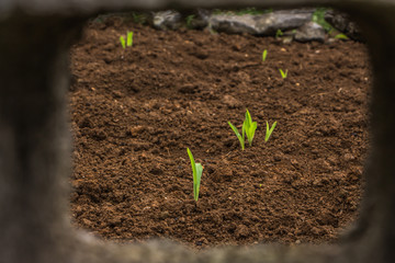 Closeup of corn seedlings growing in soil