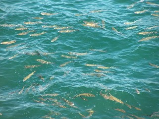 Fototapeta na wymiar many fish mackerel in water