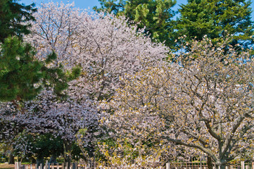 Scientific name is Cerasus ×yedoensis (Matsum.) Masam. & Suzuki ‘Somei-yoshino. 