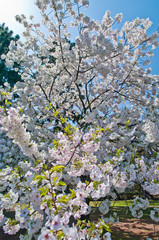 Scientific name is Cerasus ×yedoensis (Matsum.) Masam. & Suzuki ‘Somei-yoshino. 