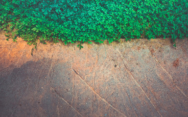 stone wall with green  plant on the top
