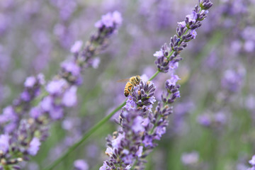 ラベンダーの花とミツバチ