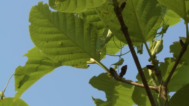 Extreme close-up, low-angle still shot of a lush green young teak plant with a climber on a calm blue sky at a forest reserve, Taungoo, Myanmar