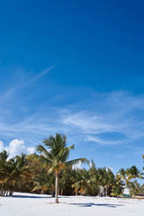 Obraz premium palm trees and blue sky