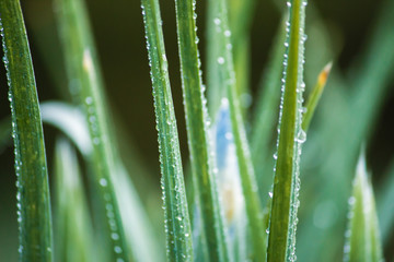 Fototapeta premium water drops on green grass