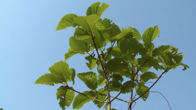 Close-up low-angle still shot of a young green leafy teak tree against a calm blue sky background, Taungoo, Myanmar