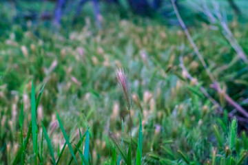 Close up view of vivid green grasses growing abundantly in the wilderness