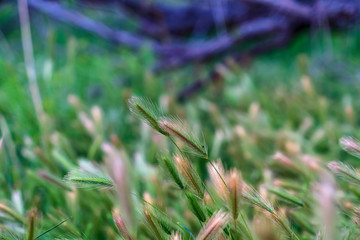 Close up view of lush green grasses growing in the forest wilderness